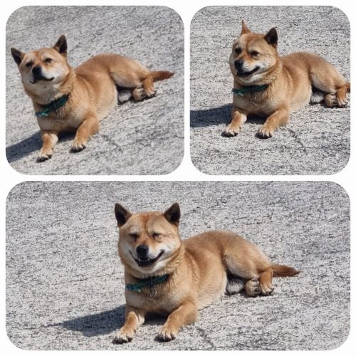 부안군 동물보호센터_445479202400166